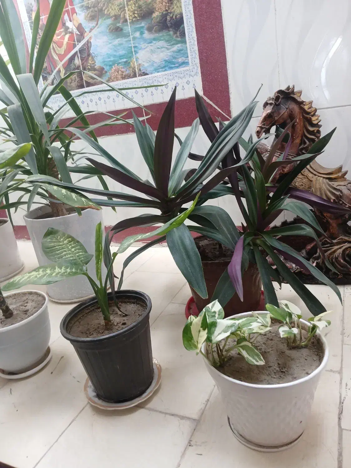 گلهای سرحال وشاداب.|گل و گیاه طبیعی|نورآباد ممسنی, |دیوار