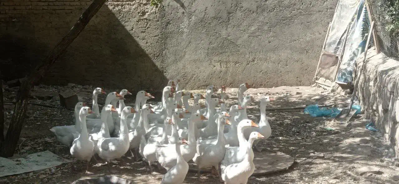 فروش قو غاز  اکراینی اصل|حیوانات مزرعه|شاهین دژ, |دیوار