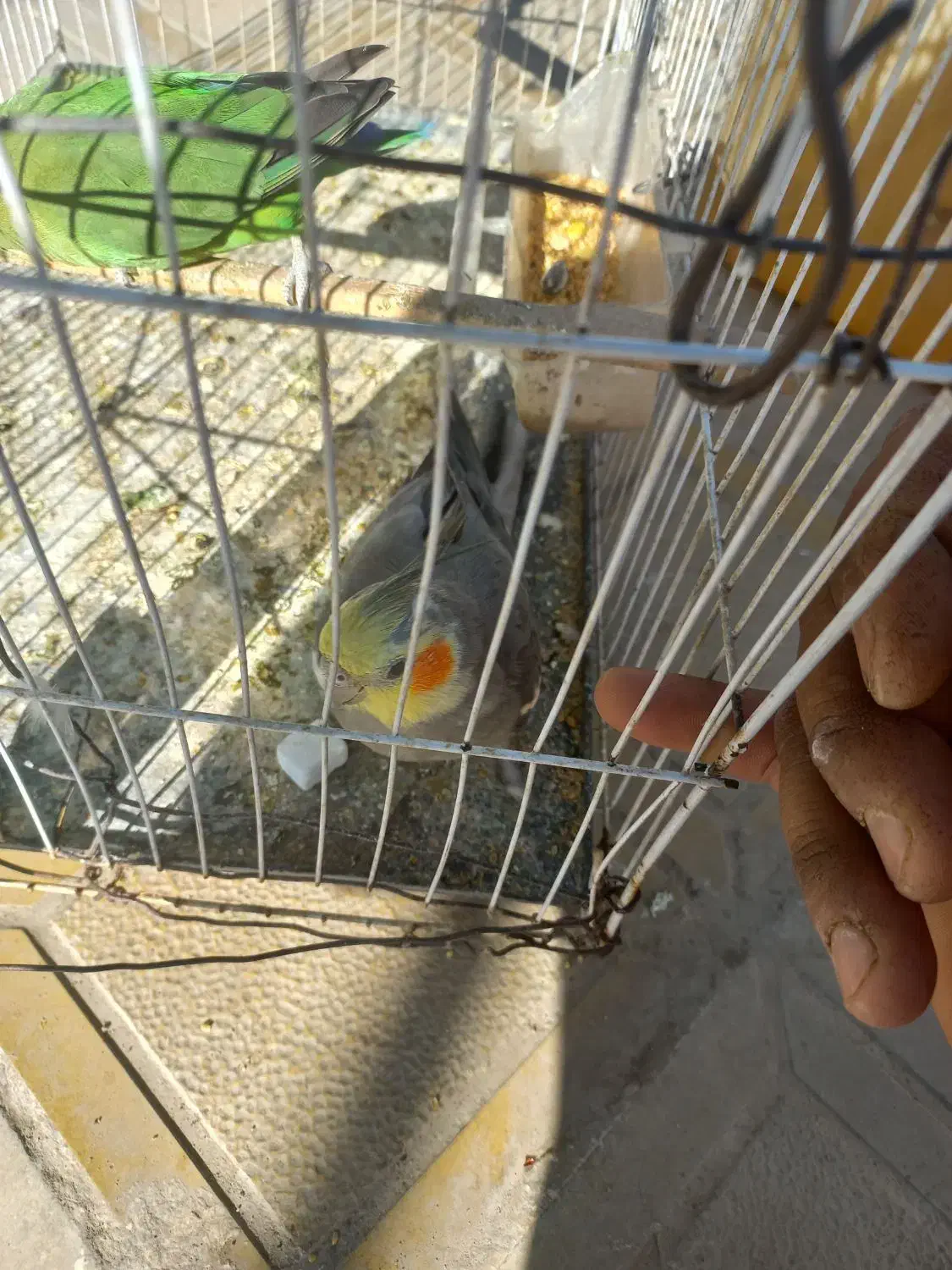 عروس هلندی و کوتوله سخنگو|پرنده|زاهدان, |دیوار