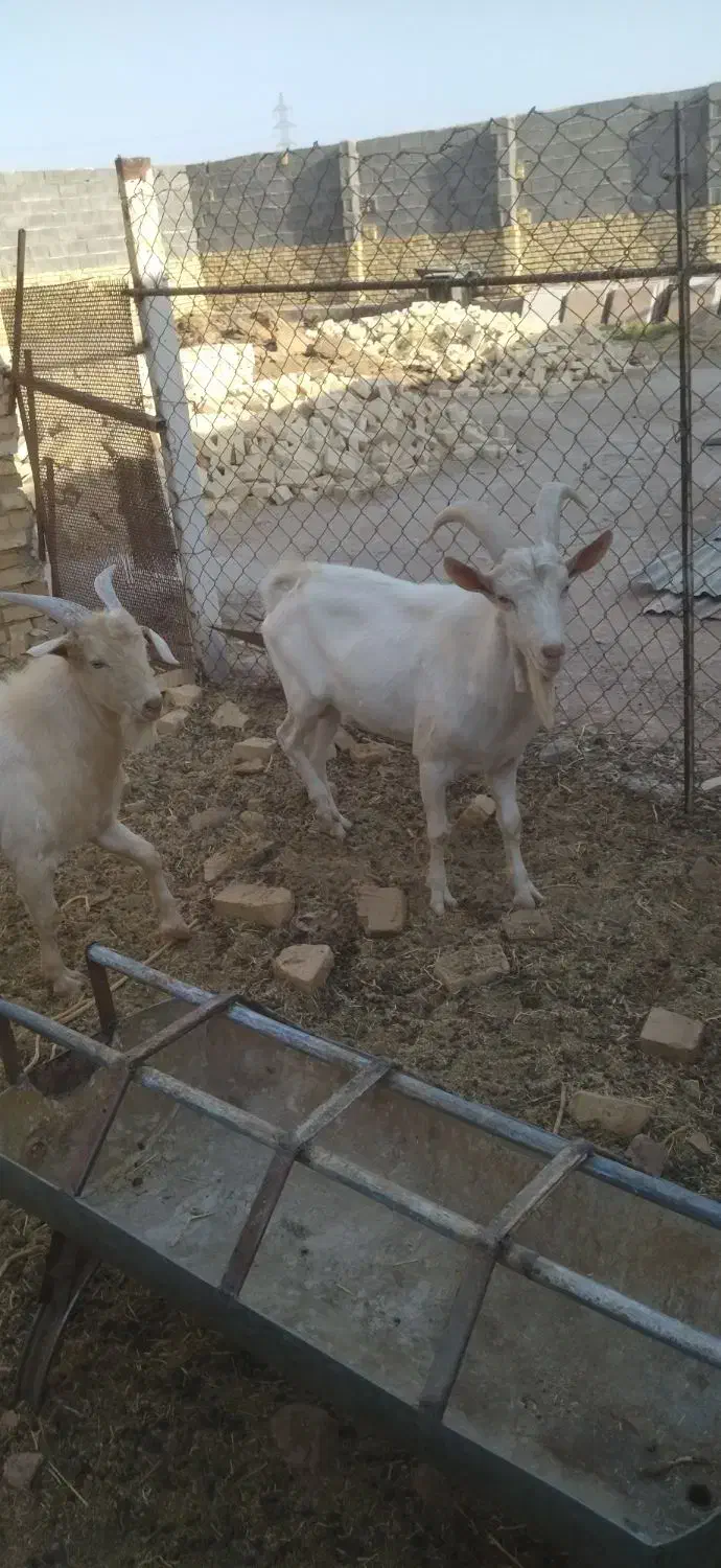 نر بز|حیوانات مزرعه|میبد, |دیوار