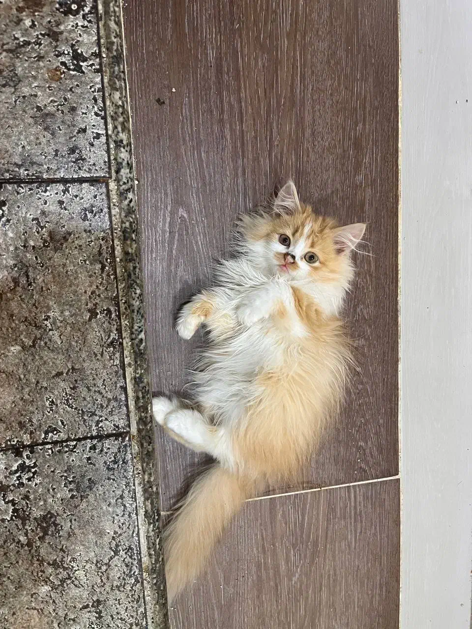 واگذاری گربه ماده|گربه|گنبد کاووس, |دیوار