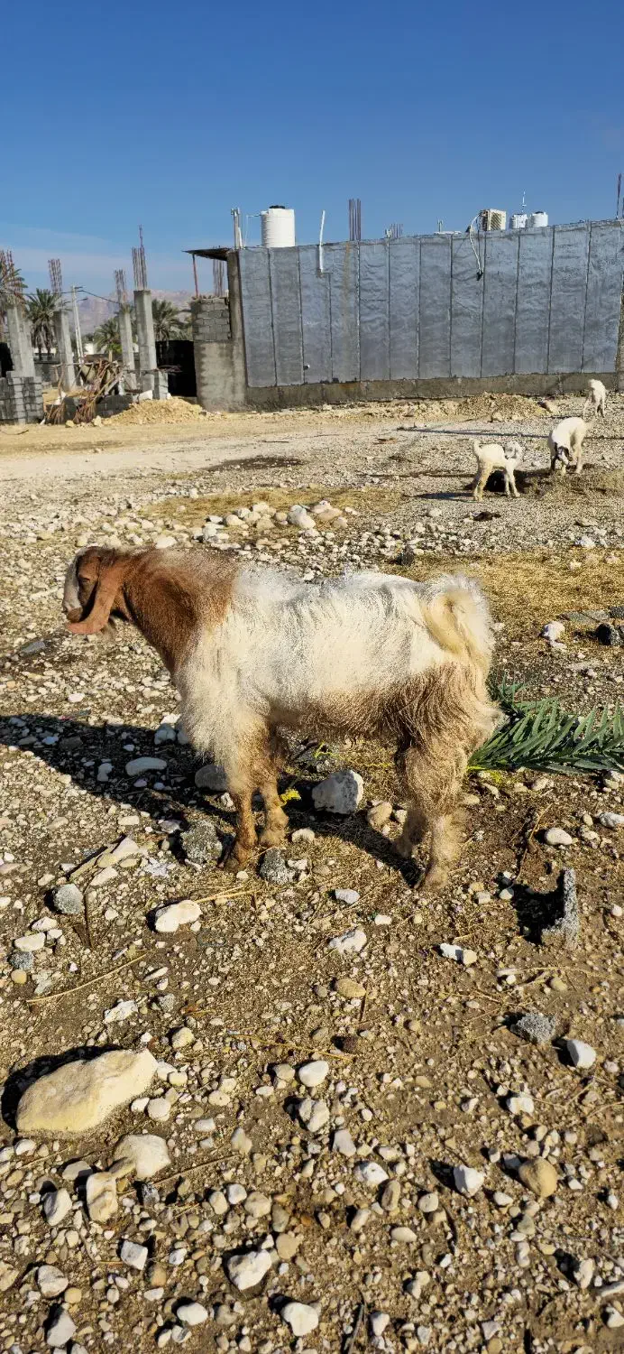 کهره نر در جم|حیوانات مزرعه|جم, |دیوار