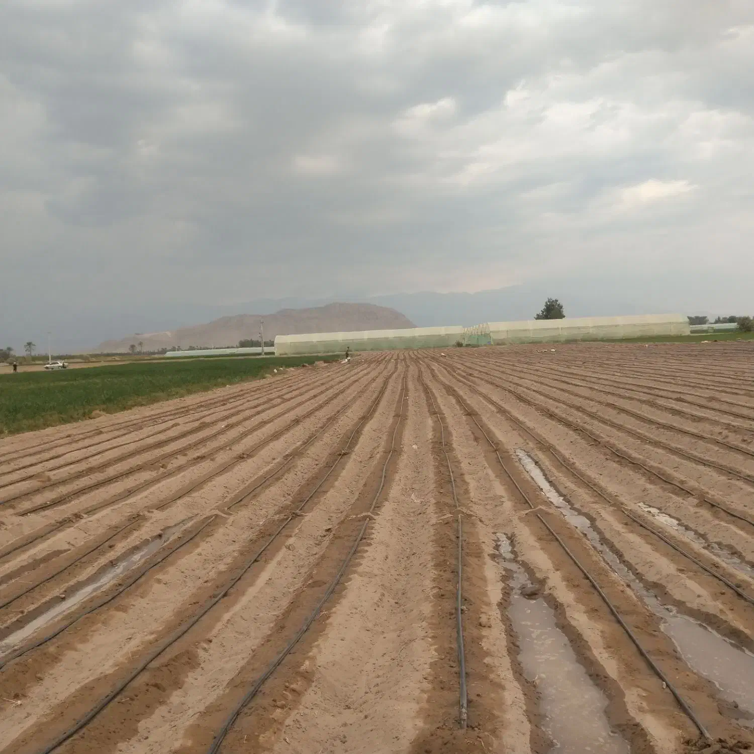 اجاره 7000متر زمین کشاورزی|اجارهٔ دفتر صنعتی، کشاورزی، تجاری|عنبرآباد, |دیوار