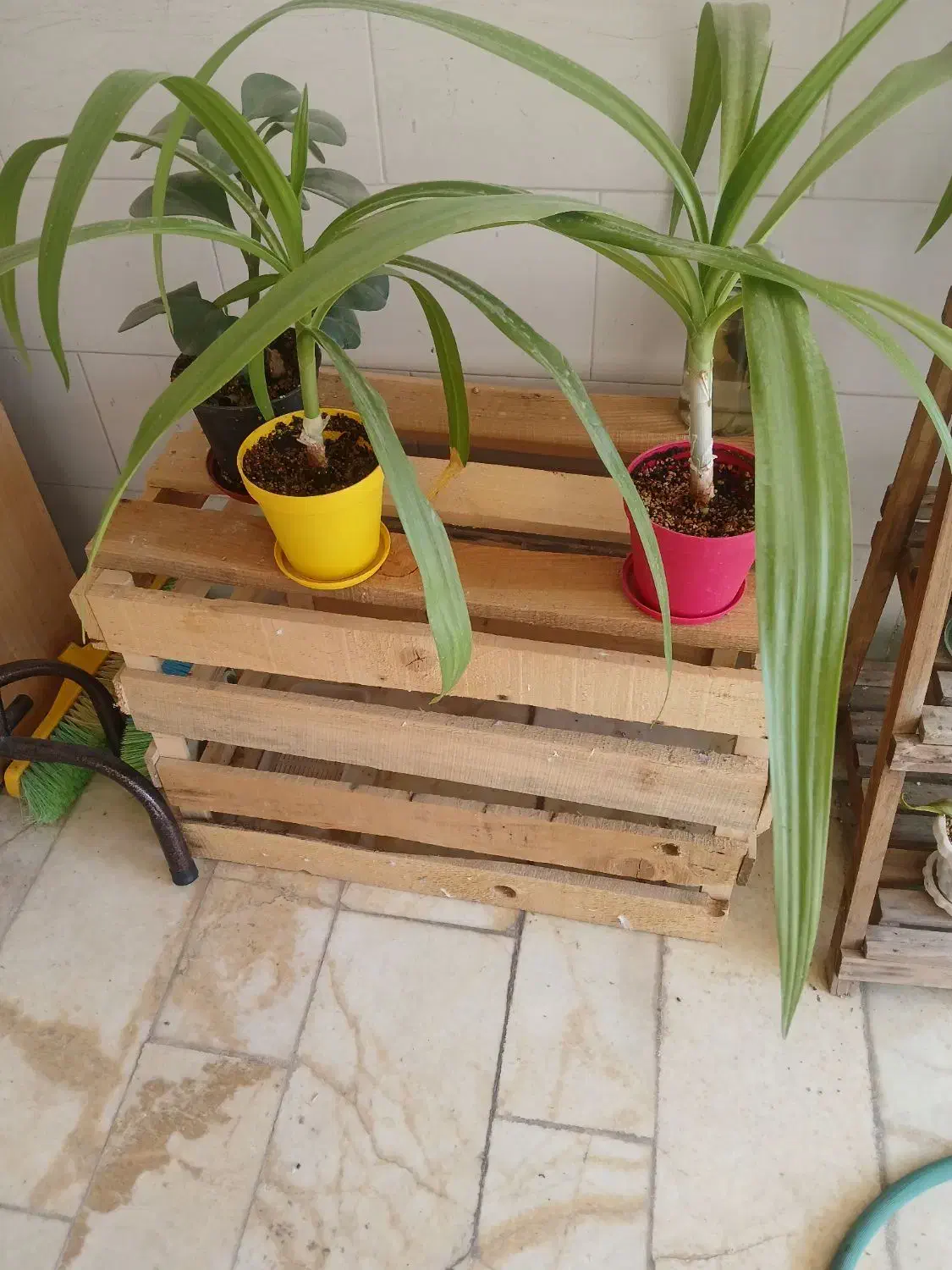 گل و گیاه|گل و گیاه طبیعی|اردکان, |دیوار