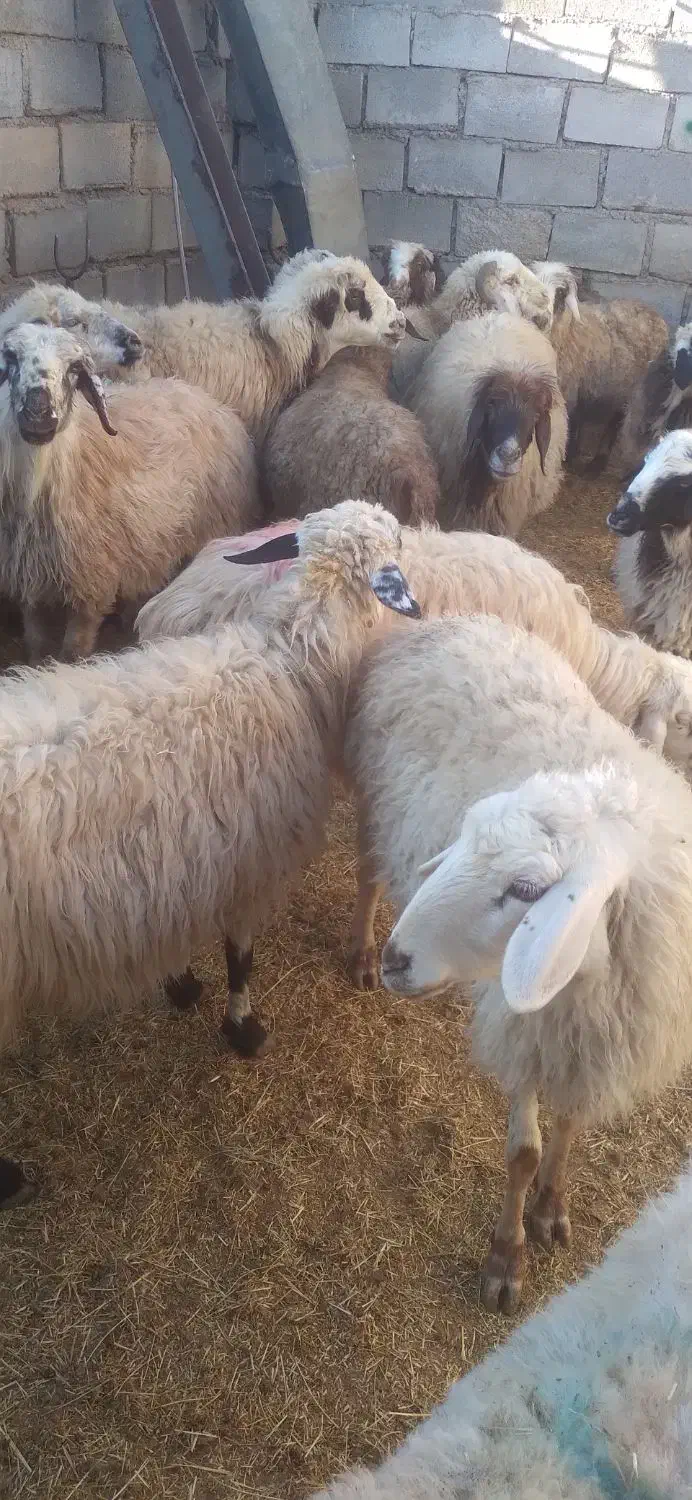 ۱۸راس میش ترکی ودورگ جفتی ۲۸۵۰۰۰۰۰|حیوانات مزرعه|بهمن صغاد, |دیوار