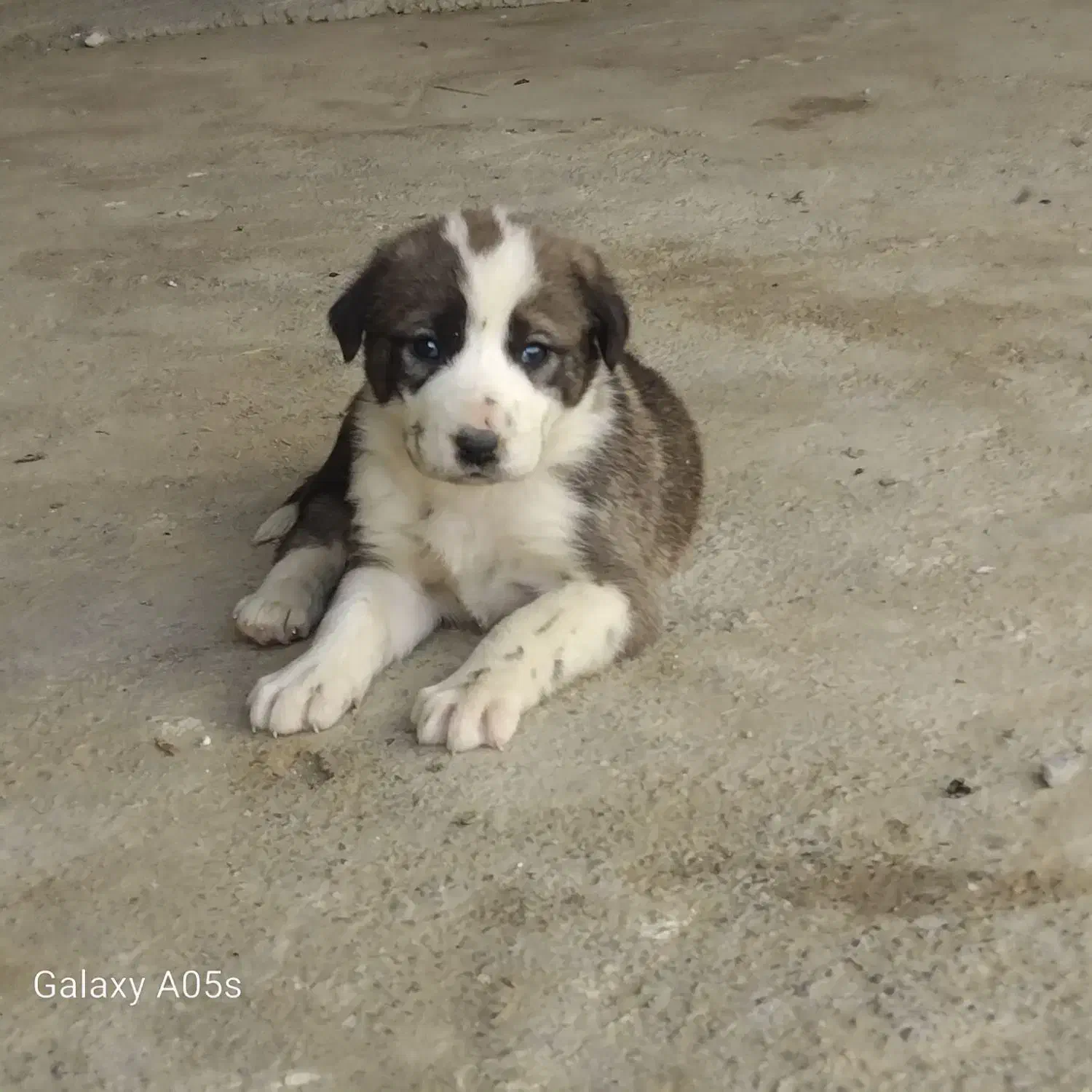 دو توله آلابای|سگ|گمیشان, |دیوار