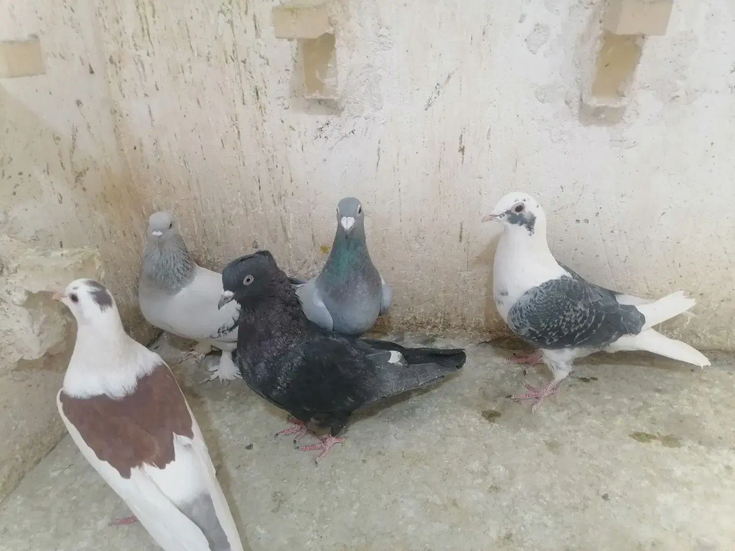 4تا ماده خوب یه نر|پرنده|فسا, |دیوار