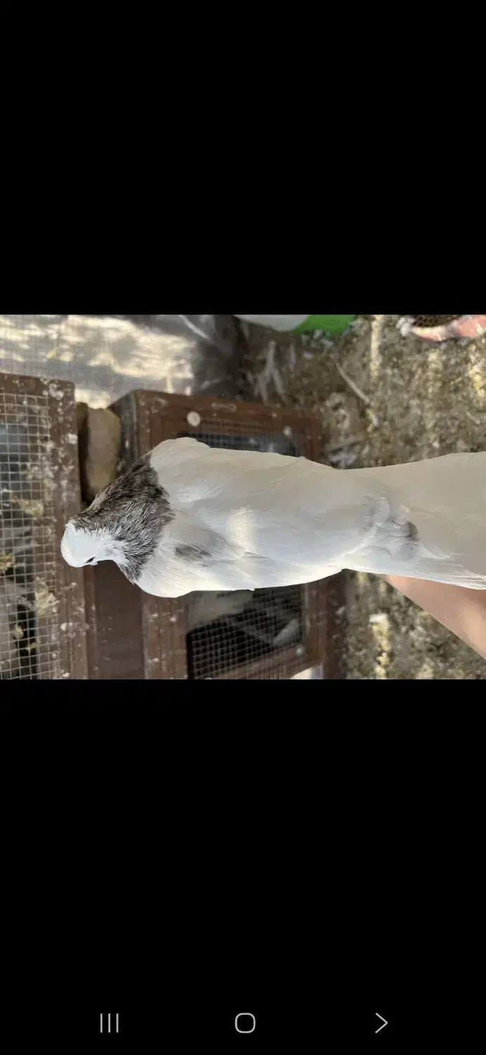 طوقی هفت رنگ|پرنده|طبس, |دیوار