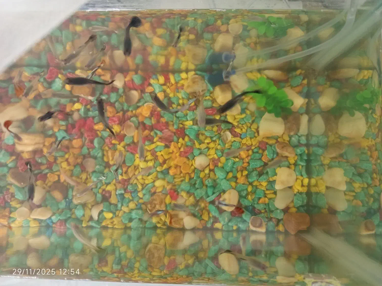 ماهی کوپی زیاد بفروش می‌رسد|ماهی|چناران, |دیوار