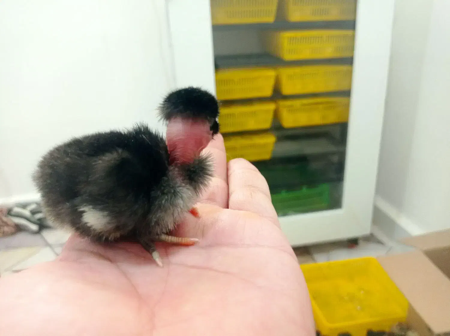 جوجه عربی یک روزه|حیوانات مزرعه|رامشیر, |دیوار