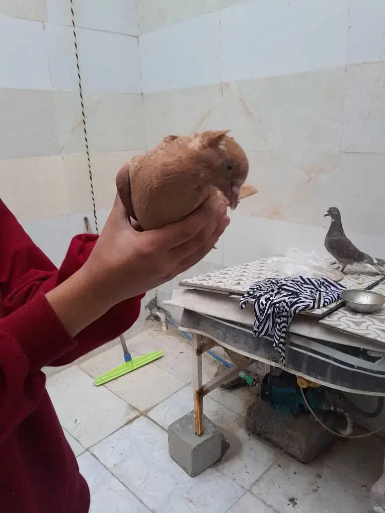 ۲جفت کبوتر رنگی سالم سالم|پرنده|اهواز, معین زاده|دیوار