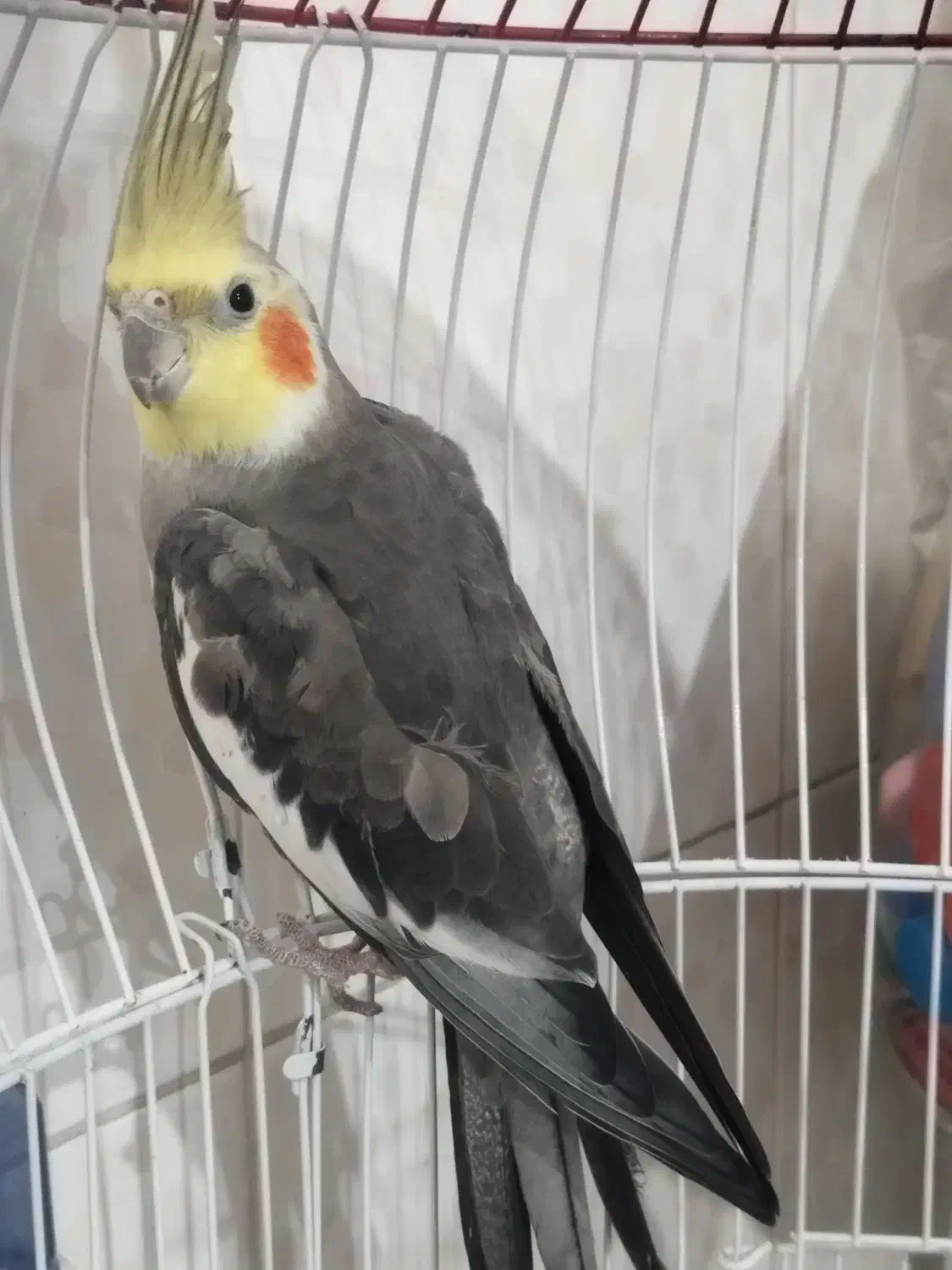 عروس هلندی آوازخوان|پرنده|ساری, |دیوار