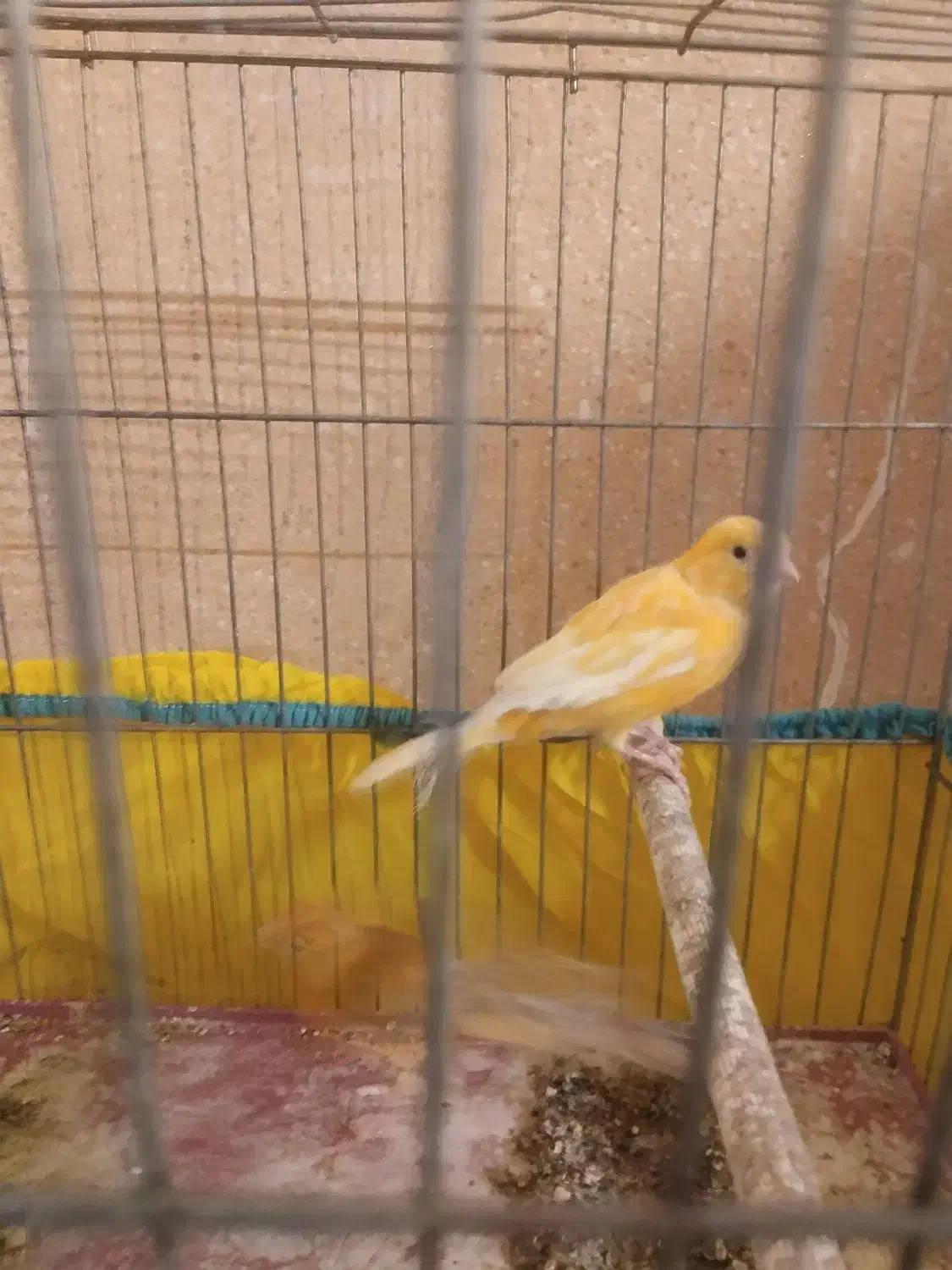 قناری نر پرتغالی|پرنده|اصفهان, زاجان|دیوار