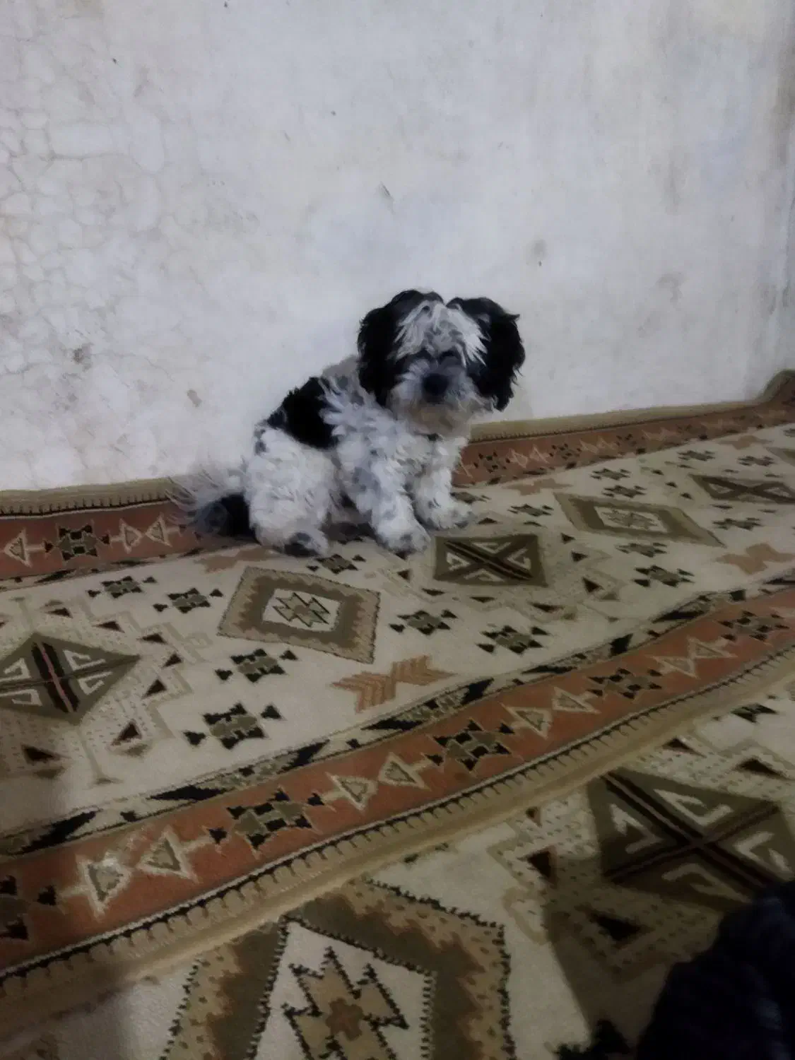 سگ گم شده،مژدگانی میدم|سگ|کرمانشاه, |دیوار