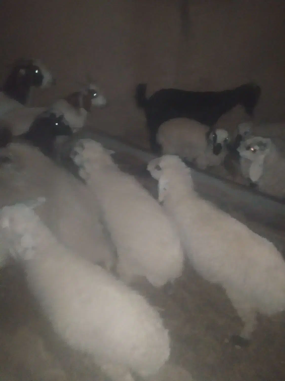 گوسفند|حیوانات مزرعه|تفتان, |دیوار