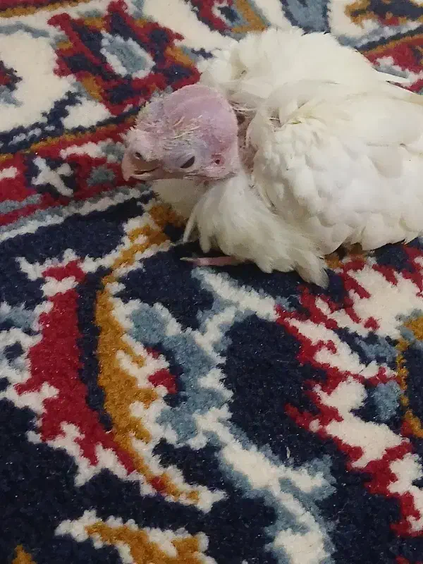 عروس هلندی|پرنده|قائن, |دیوار