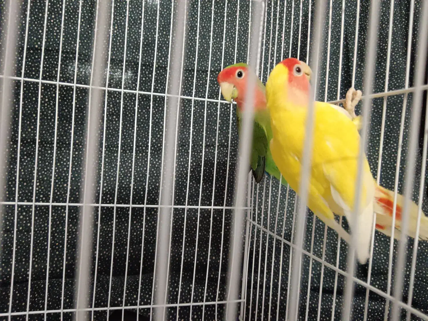 جفت کوتوله صورت هلویی|پرنده|مشهد, حجت|دیوار