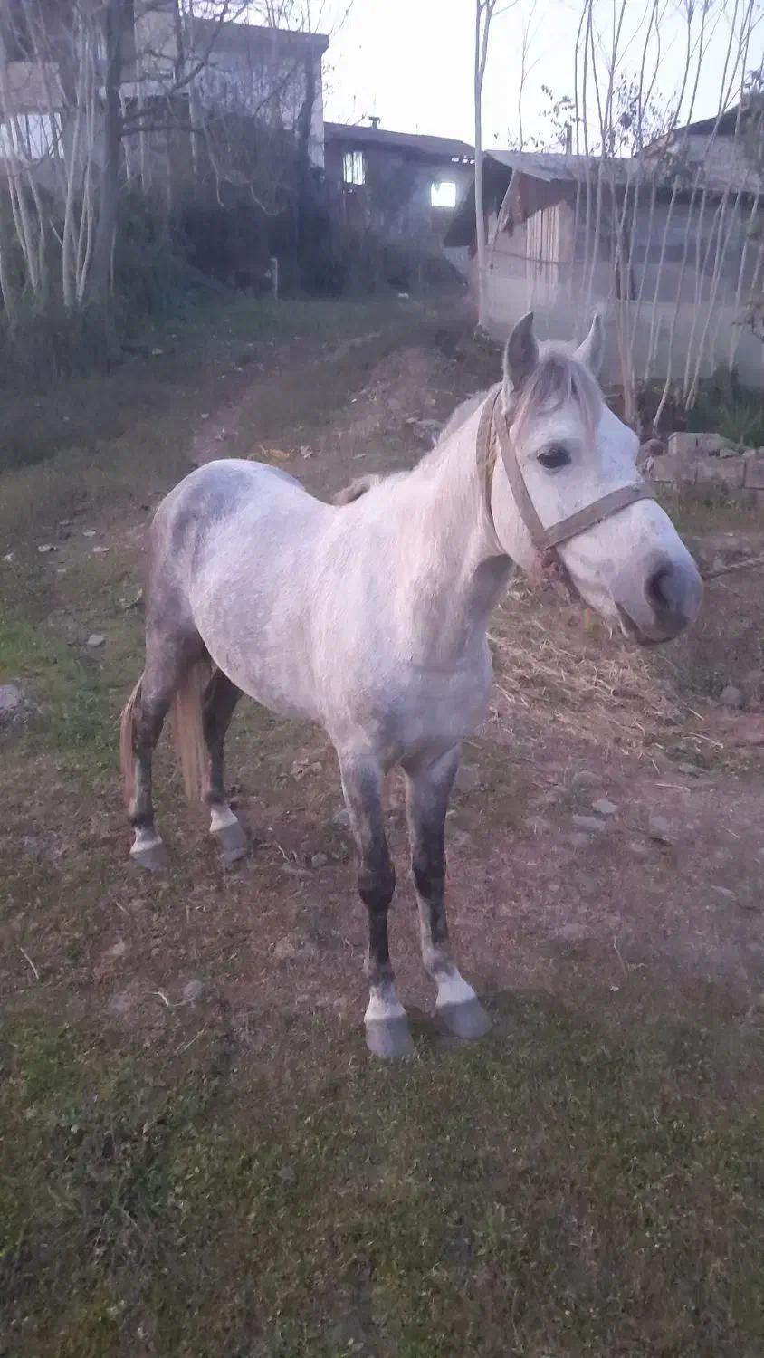 اسب نیلی گلدار|اسب و تجهیزات اسب‌سواری|املش, |دیوار