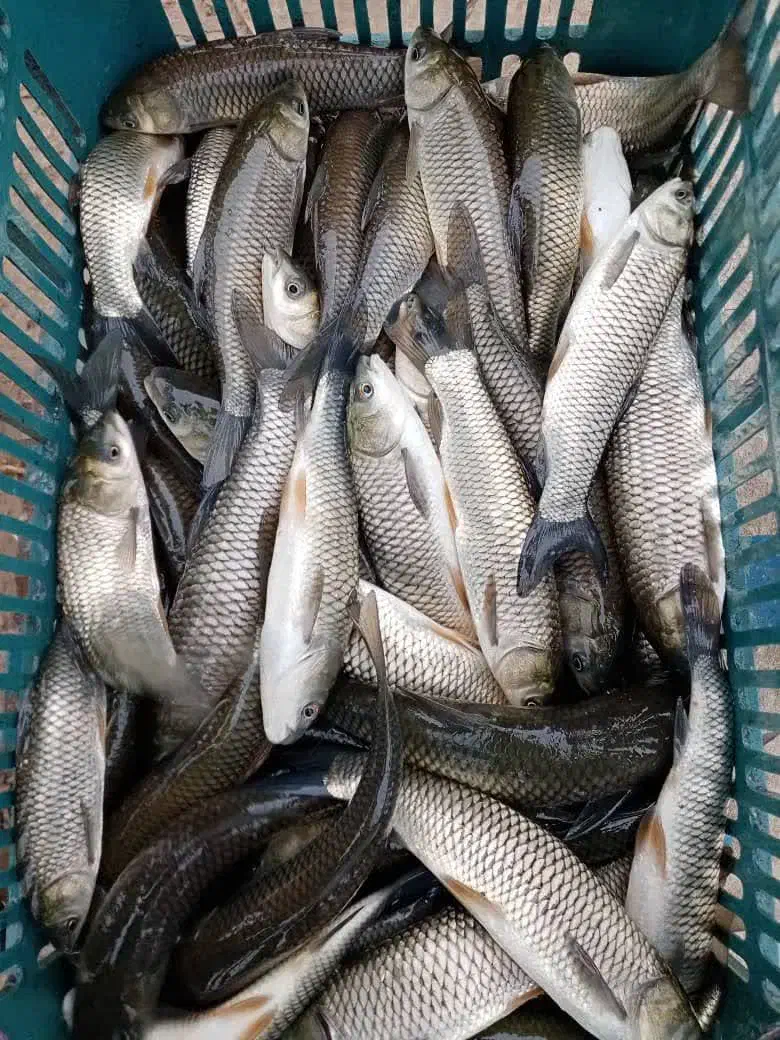 بچه ماهی آمور و کپور|ماهی|سنگر, |دیوار