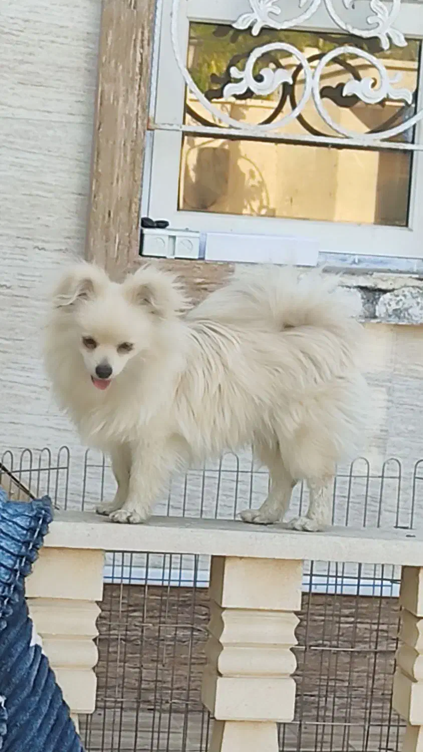 فروش سگ پامرانیان|سگ|شیراز, عفیفآباد|دیوار