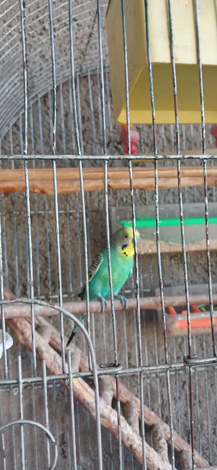 فروش دو عددمرغ عشق همراه بادو عدد قفس وتجهیزات کام|پرنده|گنبد کاووس, |دیوار