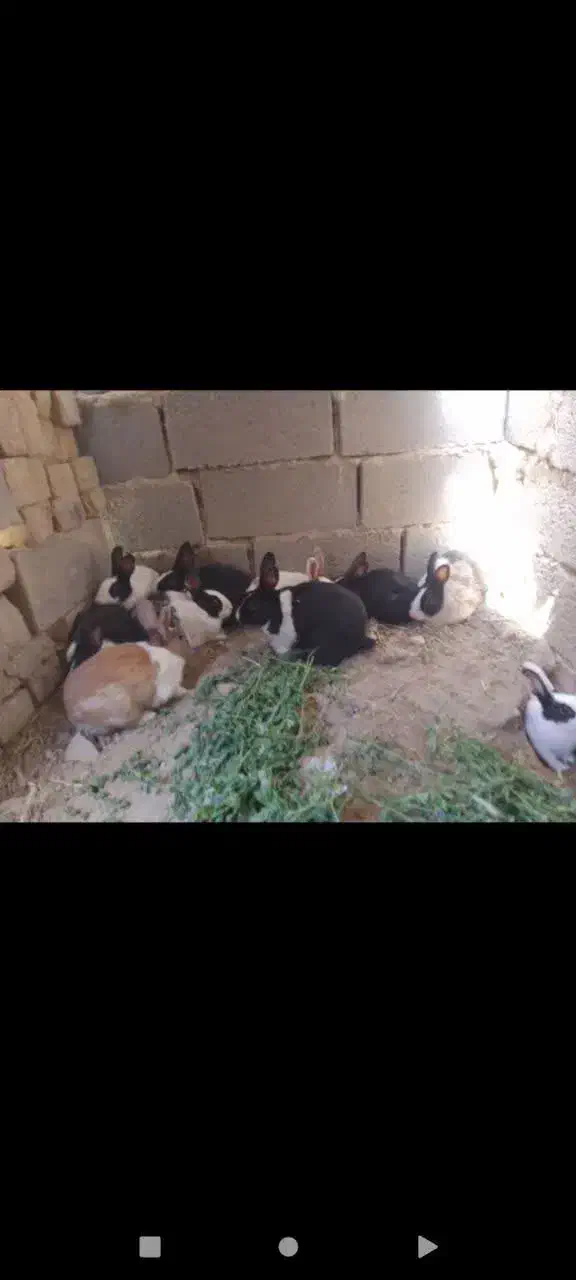 خرگوش های ناز|موش و خرگوش|مشهد, رده|دیوار