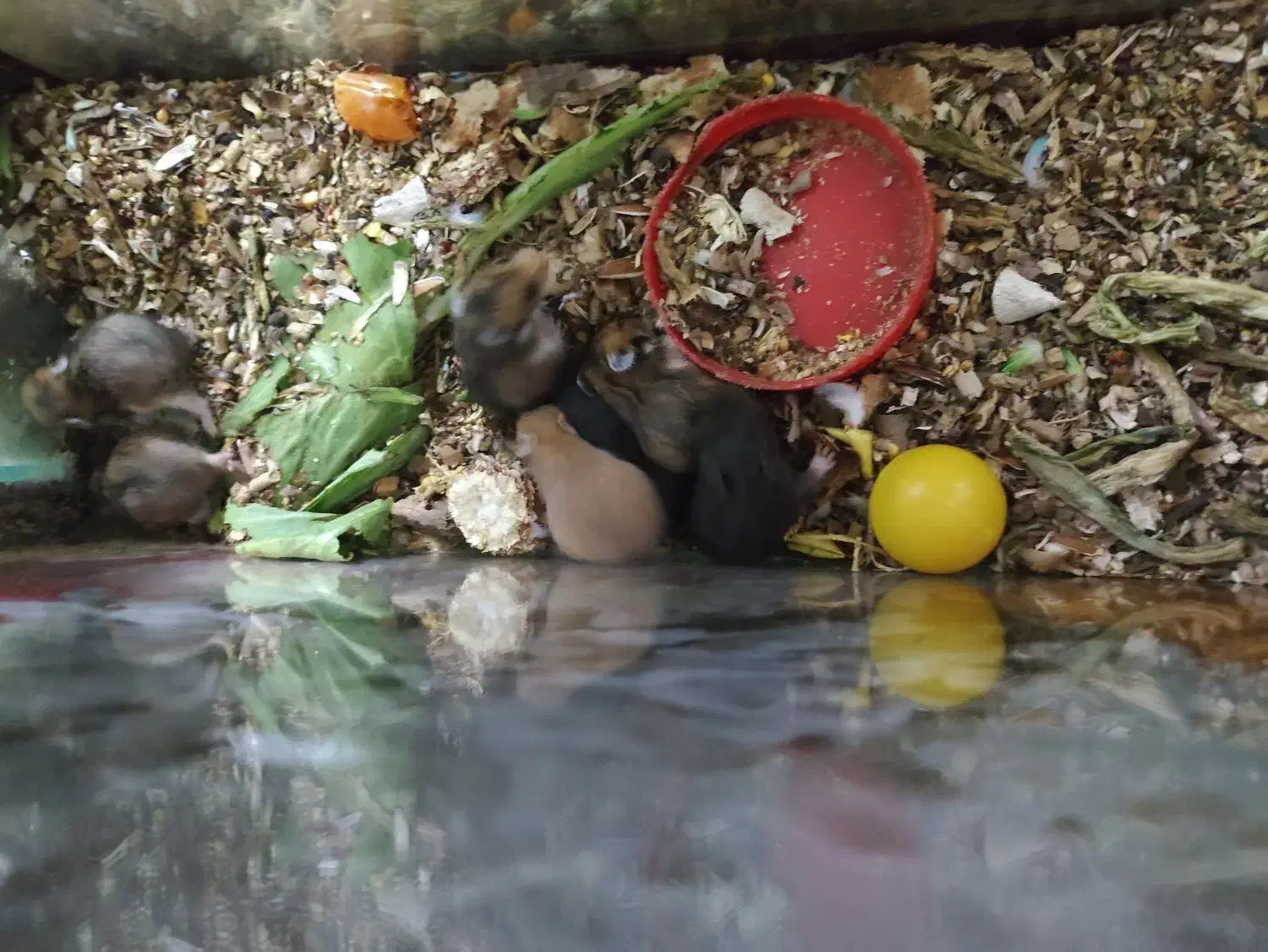 همستر|موش و خرگوش|یزد, |دیوار