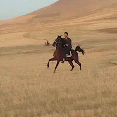 اسب نریان کرد|اسب و تجهیزات اسبسواری|تیکمه داش, |دیوار