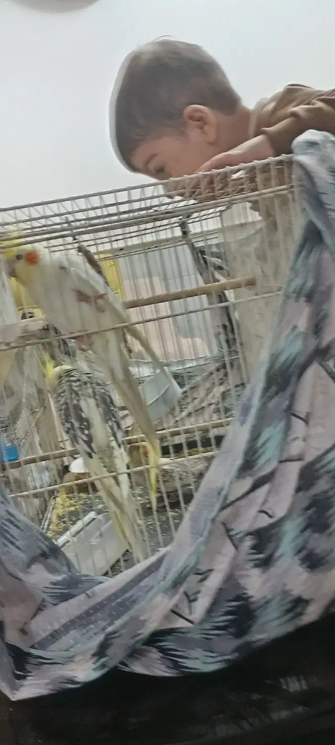 سه عدد عروس هلندی|پرنده|نیشابور, ابراهیمی|دیوار