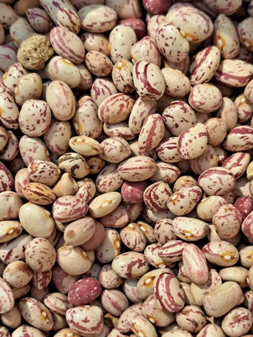 فروش لوبیا چیتی تازه و با کیفیت|خوردنی و آشامیدنی|مرودشت, مختارآباد|دیوار