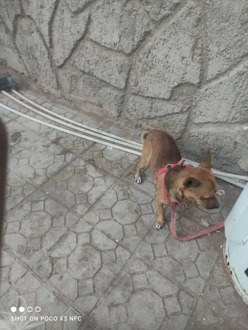 سگ شیواوا|سگ|کرمان, |دیوار