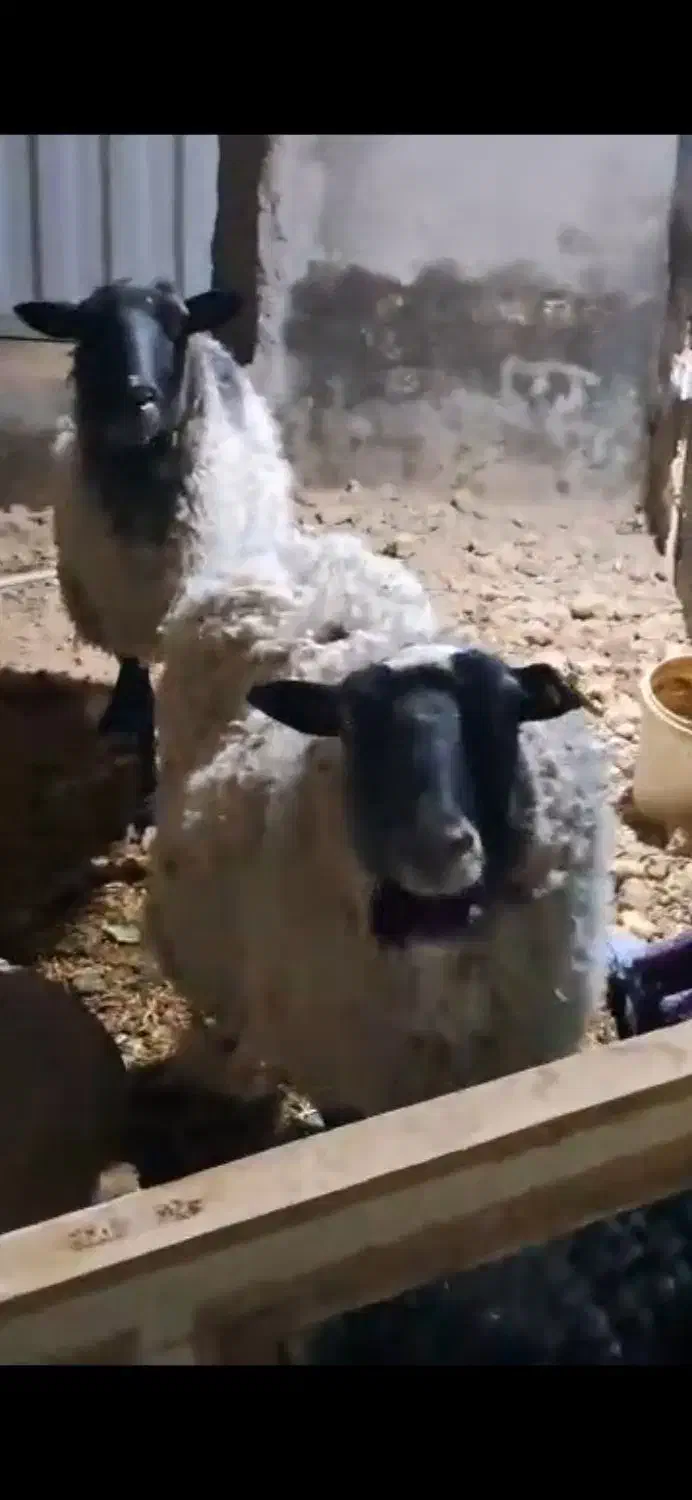 گوسفند آبستن چند قلو زا رومانوف|حیوانات مزرعه|قنوات, |دیوار