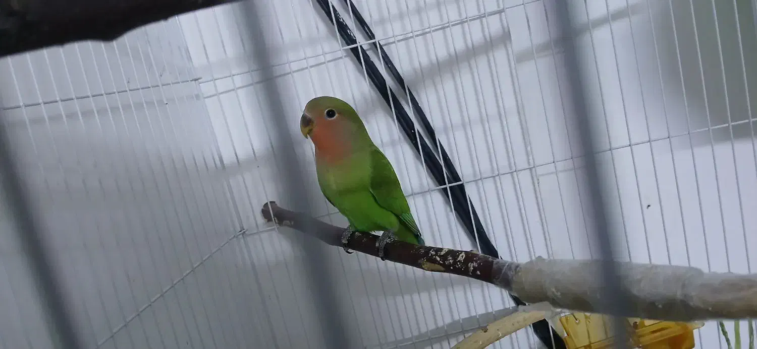 طوطی کوتوله برزیلی|پرنده|مشهد, نوید|دیوار