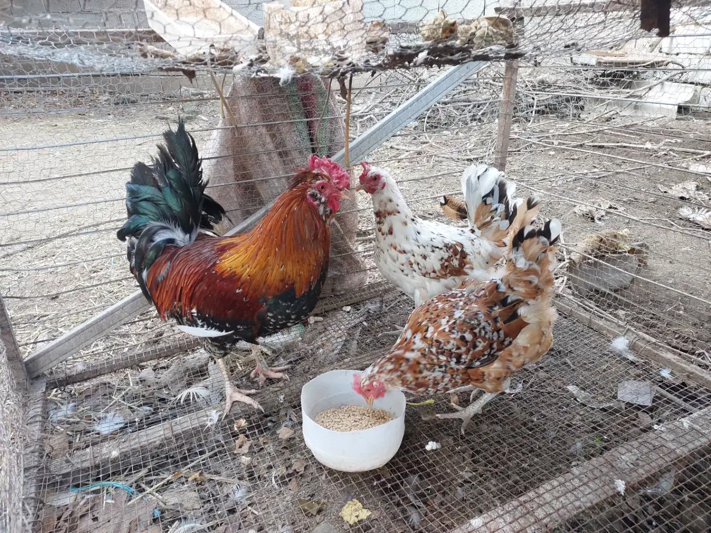 مرغ و خروس گلین|حیوانات مزرعه|دابودشت, |دیوار