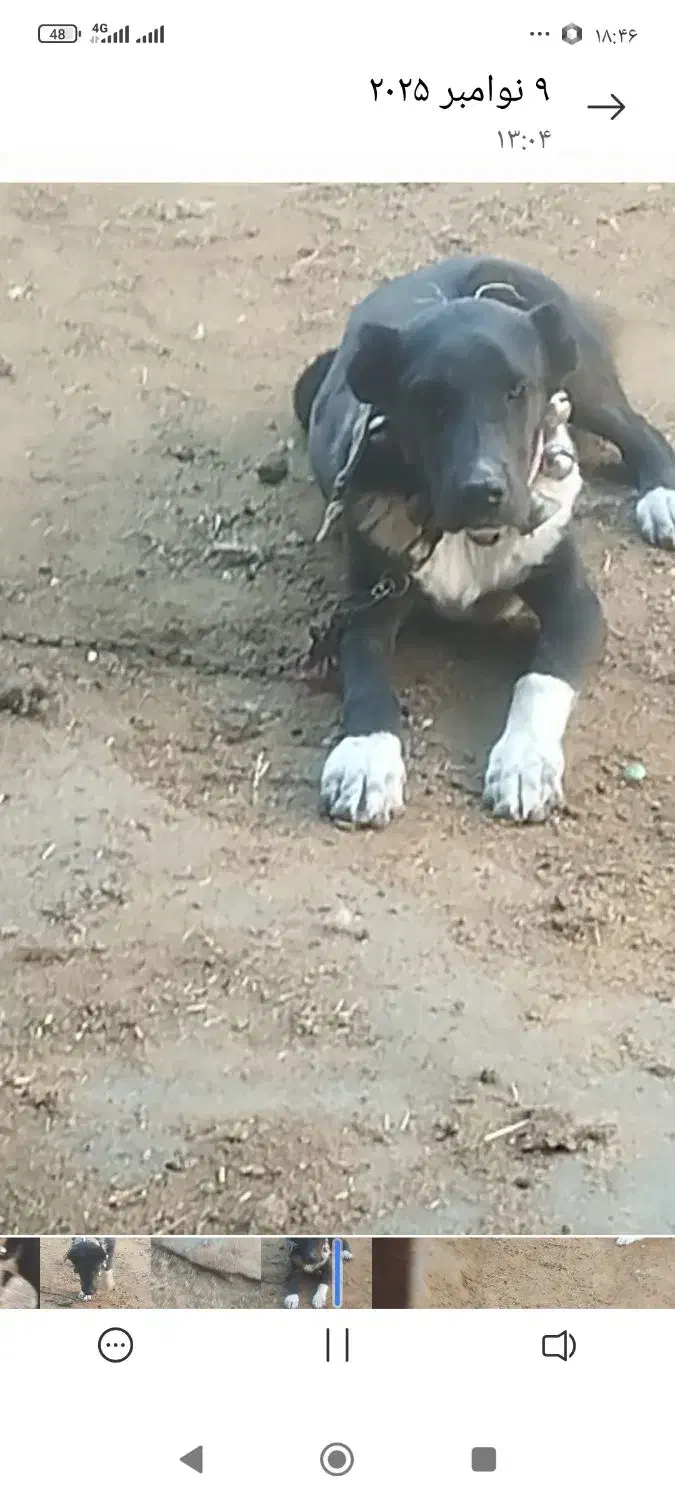 .واگزاری‌سگ‌|سگ|مشهد, طرق|دیوار