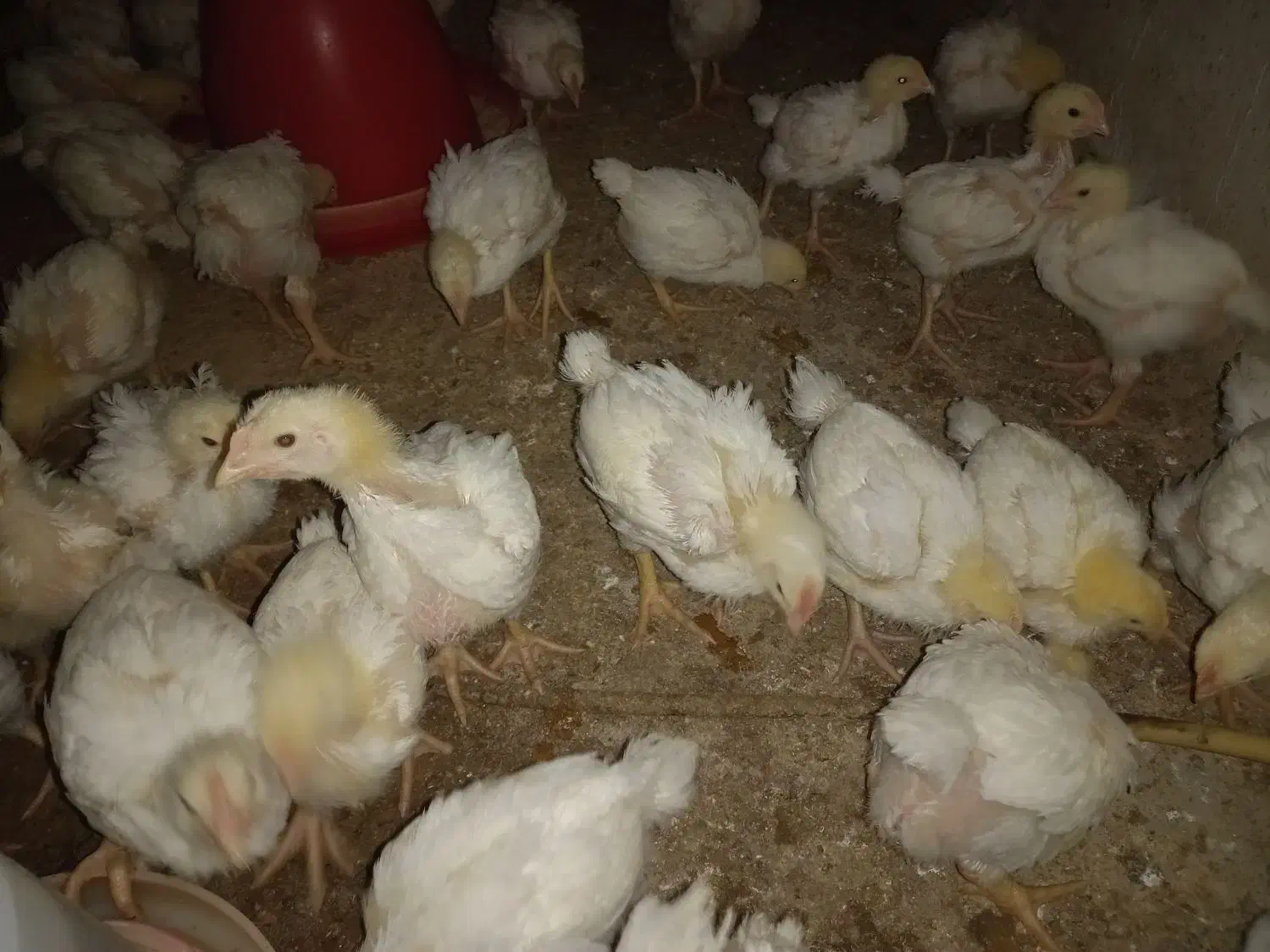 جوجه گوشتی راس ۱۳روزه واکسن خورده تضمینی مرغداری|حیوانات مزرعه|فرمهین, |دیوار