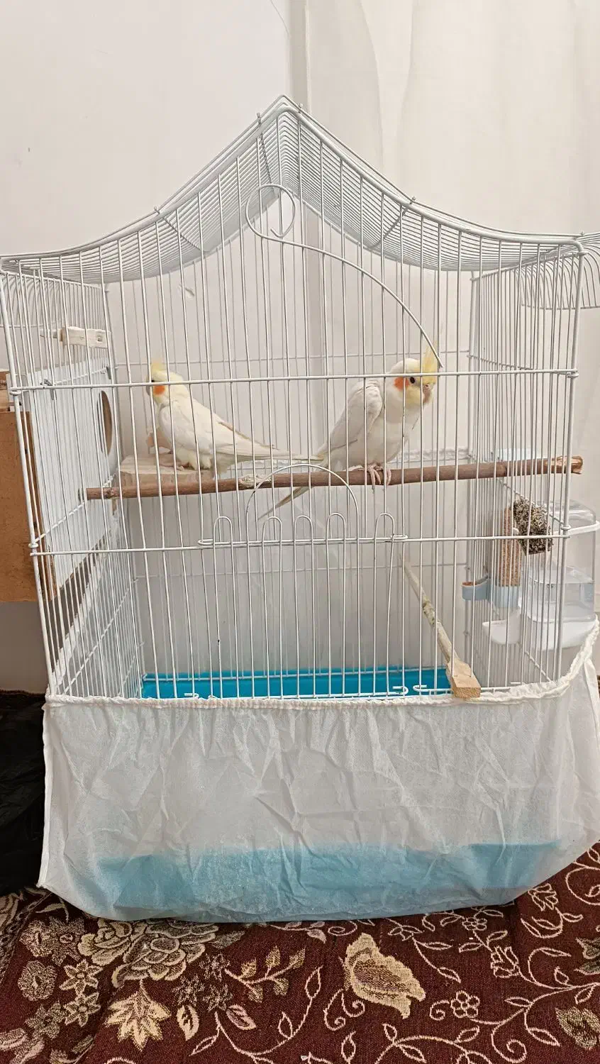 عروس هلندی|پرنده|پیرانشهر, |دیوار