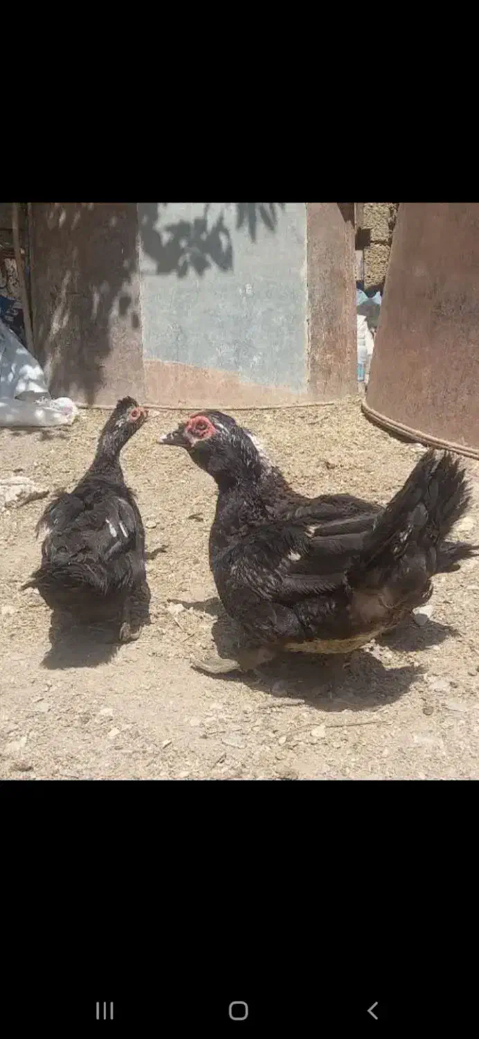 اردک اوکراینی|حیوانات مزرعه|خوانسار, |دیوار