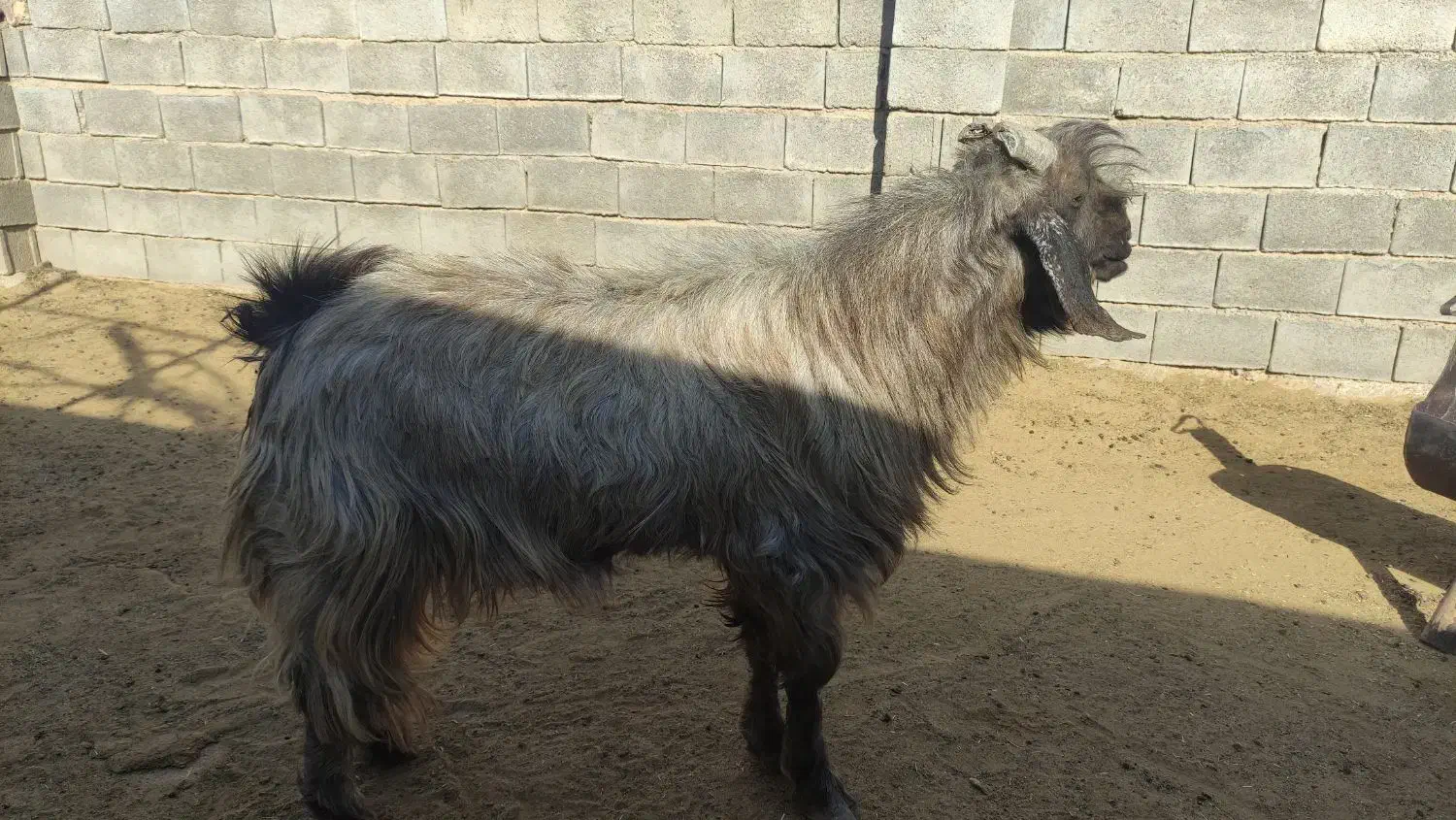 فروش 2عدد دوبر بخته شده 2عدد چپش|حیوانات مزرعه|جنت, |دیوار