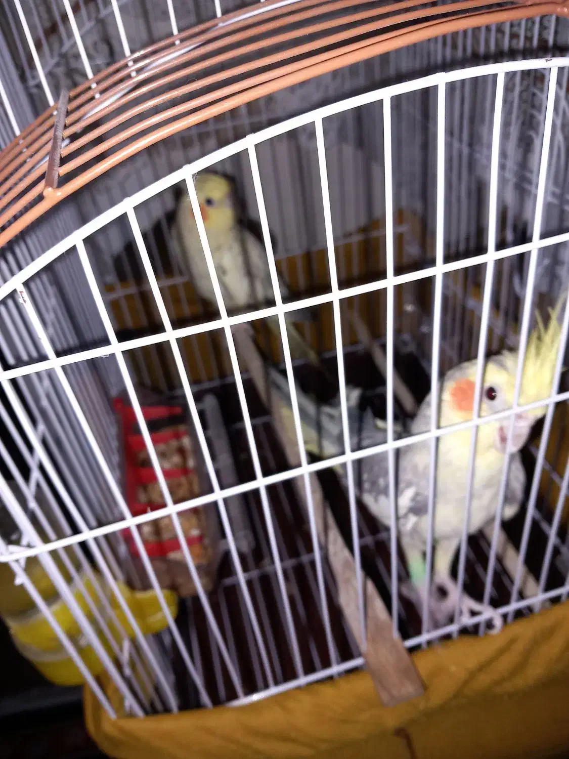 طوطی عروس|پرنده|آستانه اشرفیه, |دیوار