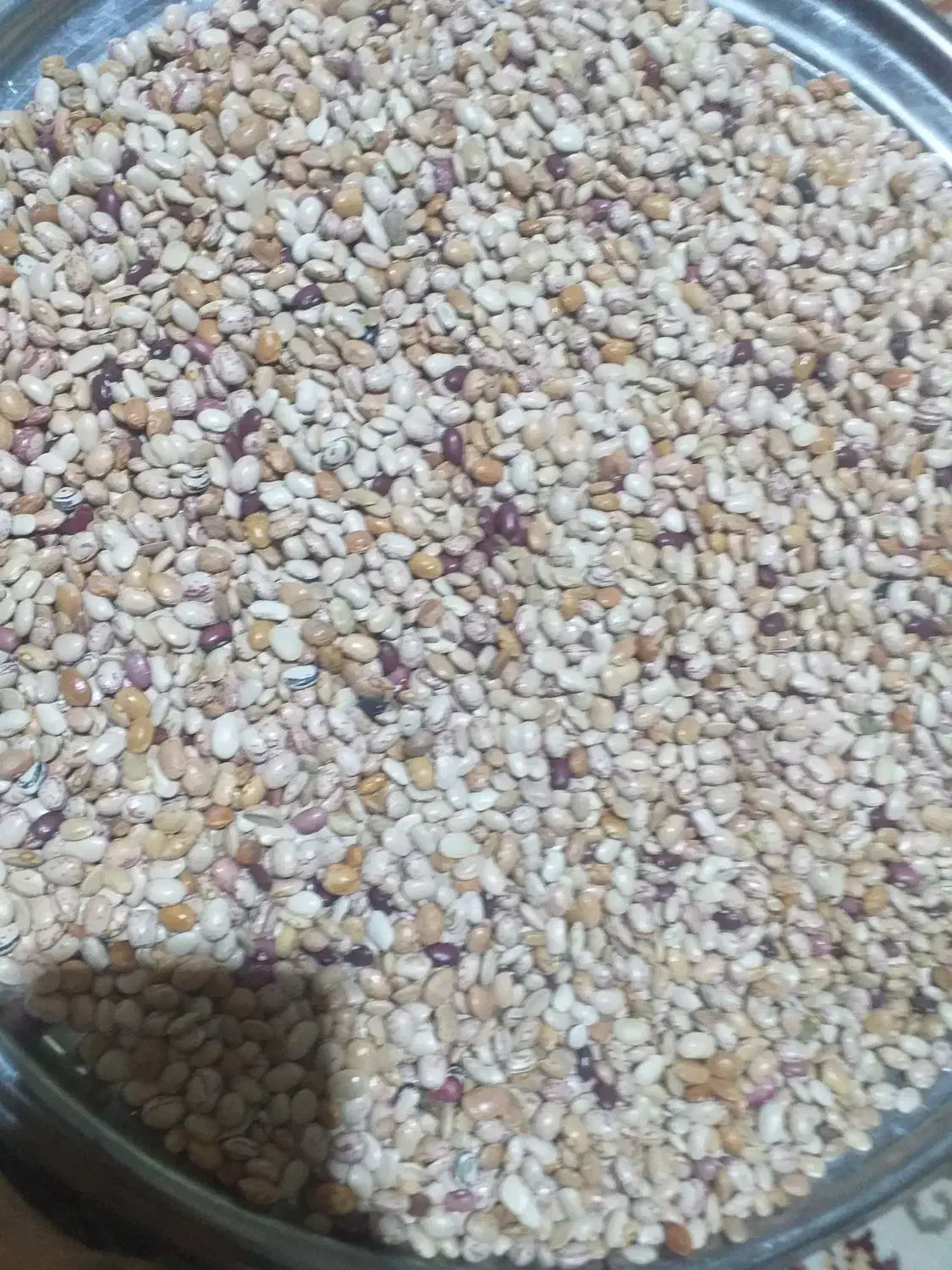 لوبیا چیتی|خوردنی و آشامیدنی|فولادشهر, B7|دیوار