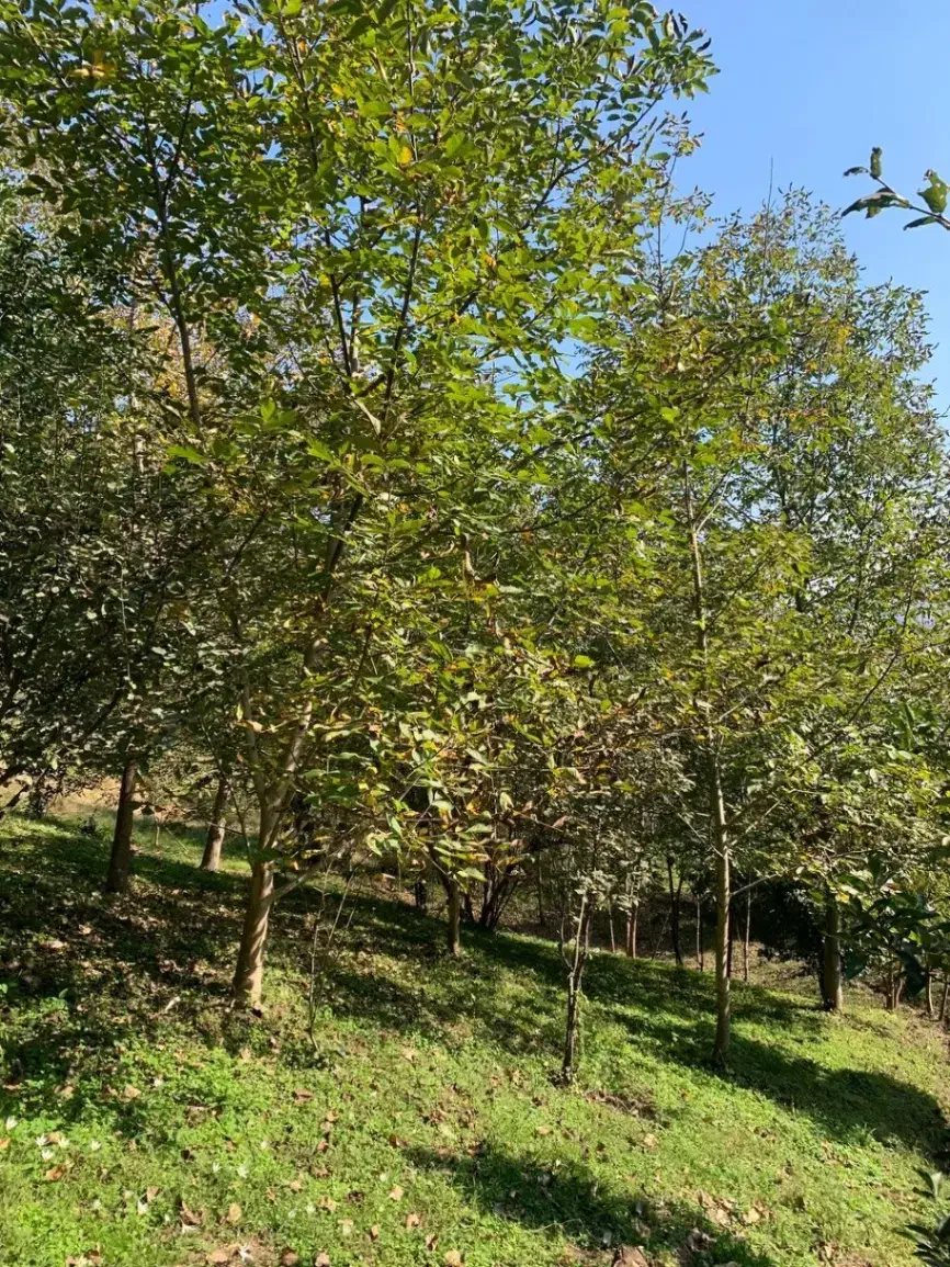 فرصت استثنایی خریدزمین۱۰۰۰۰متری بازیرساخت کامل|فروش زمین و ملک کلنگی|اطاقور, |دیوار