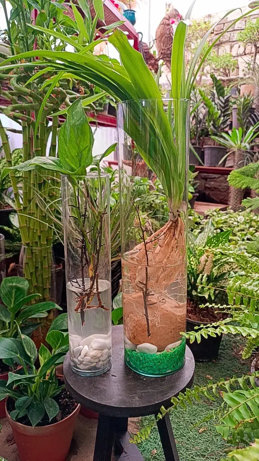 شیشه گلدان|گل و گیاه طبیعی|جوانرود, |دیوار