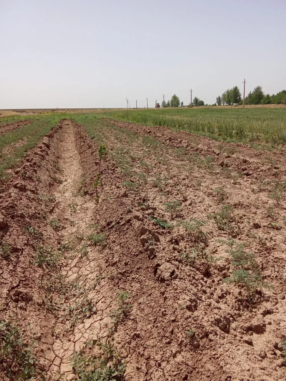 فروش باغ گردوبادام|فروش دفتر صنعتی، کشاورزی، تجاری|تاکستان, |دیوار