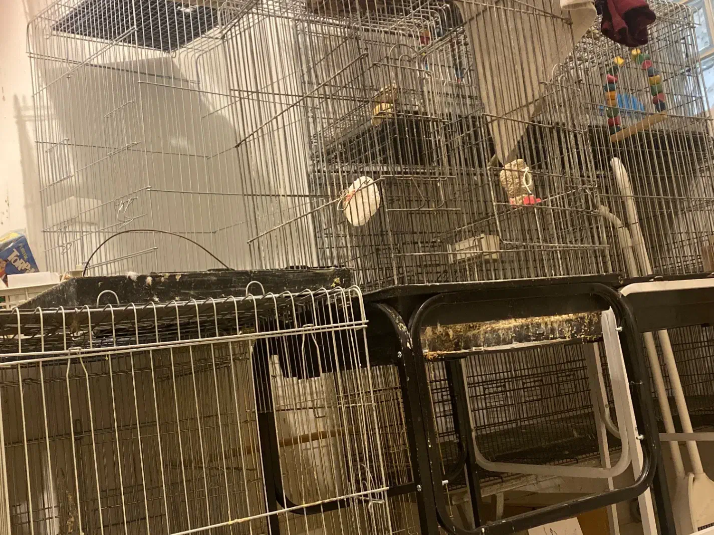 قفس پرنده|لوازم جانبی حیوانات|نیشابور, بنیاد شهید|دیوار