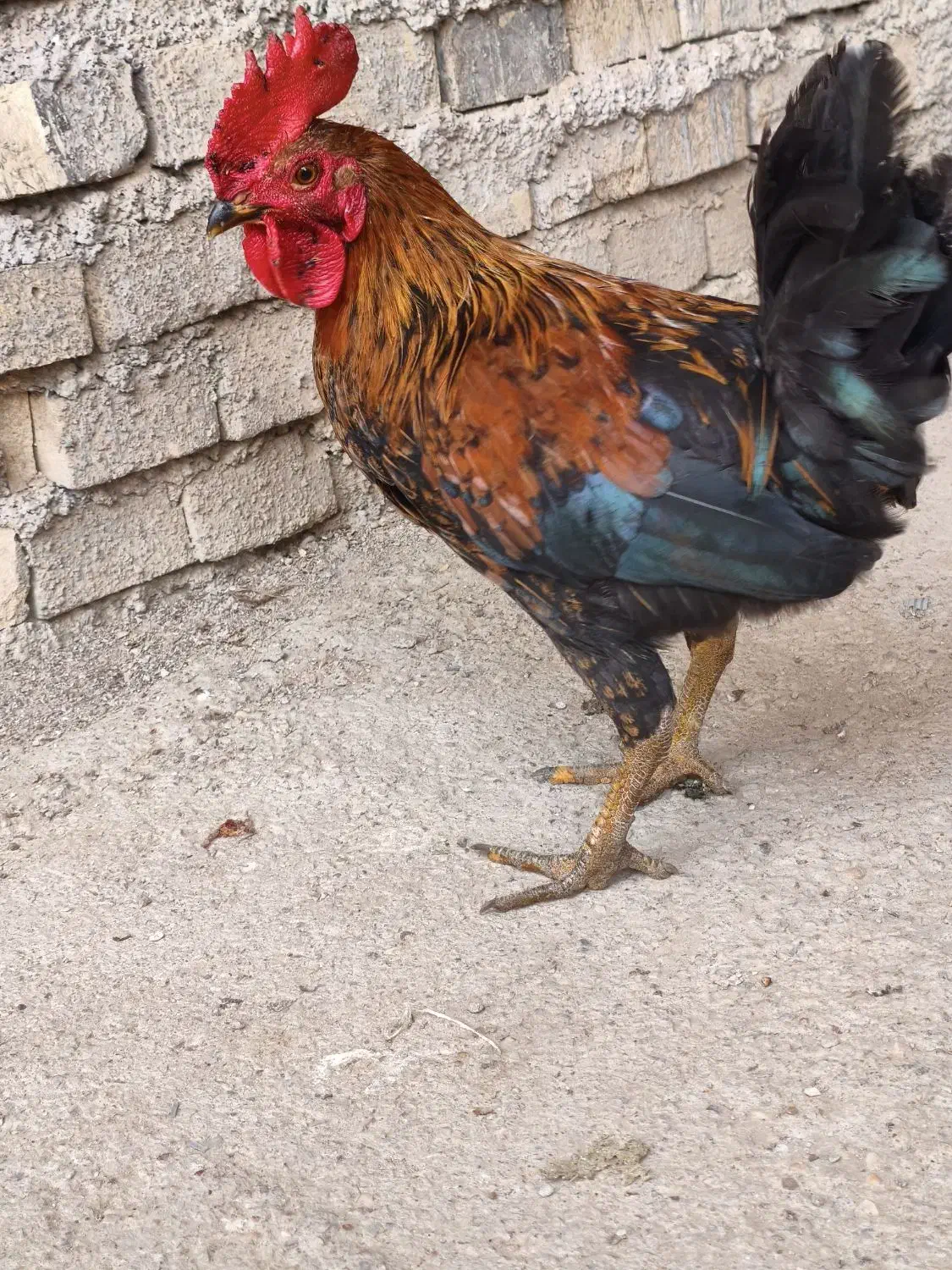 خروس عربی در حمیدیه|حیوانات مزرعه|حمیدیه, |دیوار