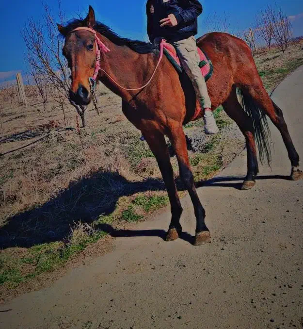 اسب نر|اسب و تجهیزات اسب‌سواری|ارومیه, |دیوار