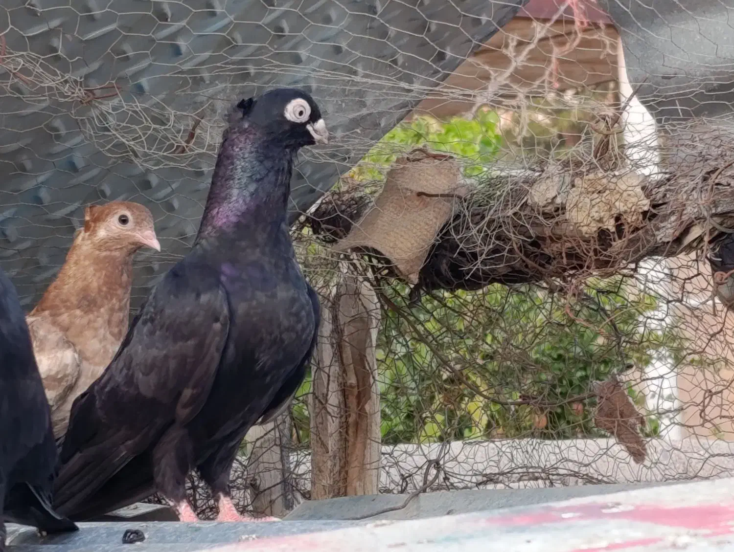 زاغ آبادانی تسو و صرب|پرنده|اردستان, |دیوار