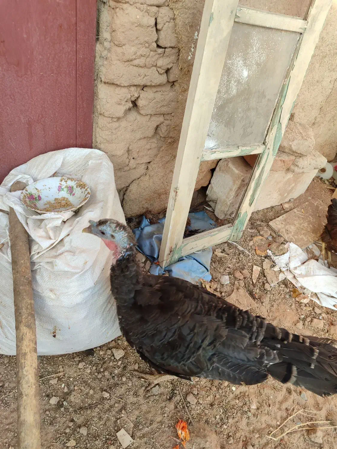 یک عدد بوقلمون ماده|حیوانات مزرعه|یزد, |دیوار