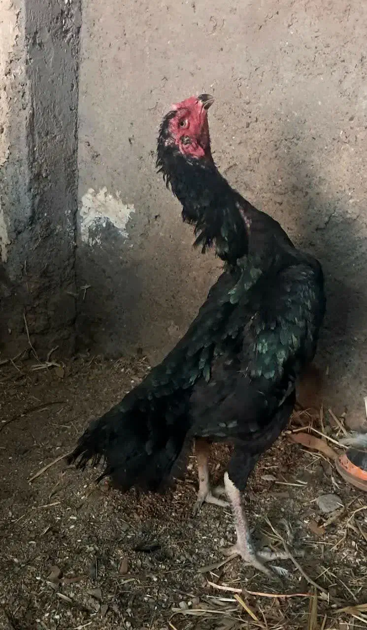 دو عدد مرغ لاری اوشامو|حیوانات مزرعه|قم, تولید دارو و یخچال|دیوار